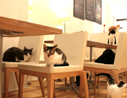 【写真】NEKO CAFE KEURIG 内観3