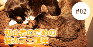 初心者のための猫カフェ口座