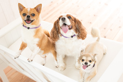 愛犬の気になる臭いに、消臭首輪「におわんわ」